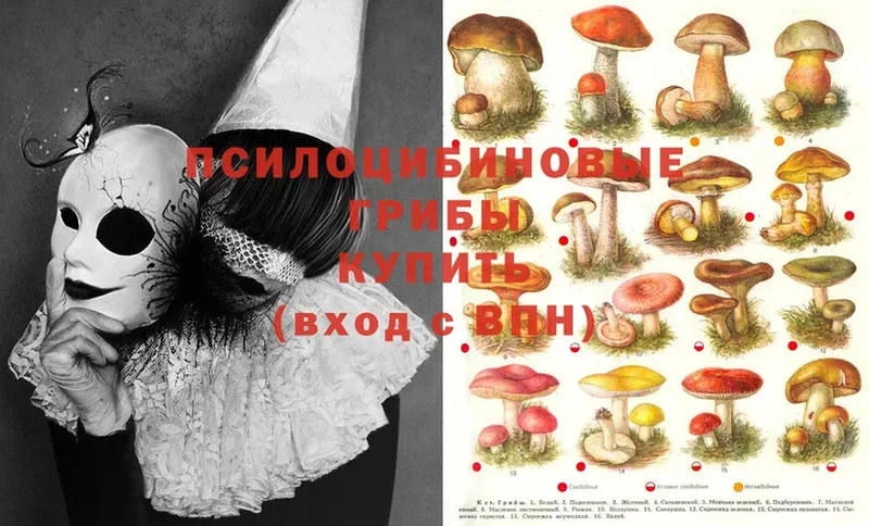 Галлюциногенные грибы Psilocybe  дарнет шоп  Орлов 